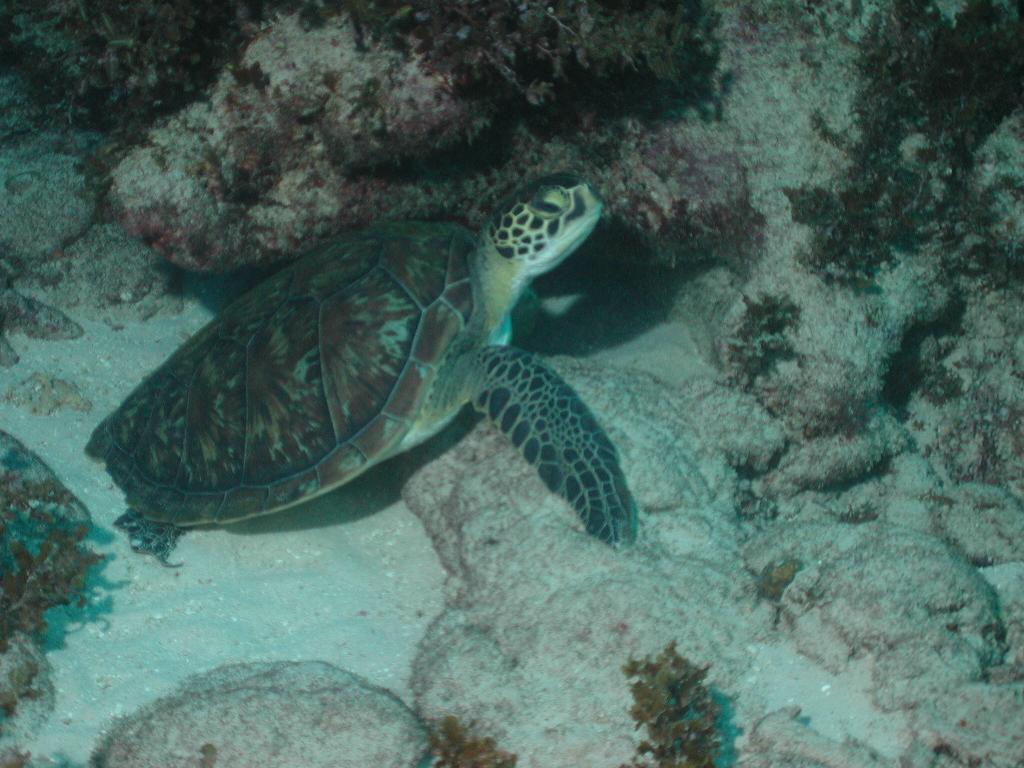 Green_Turtle.JPG (111786 bytes)