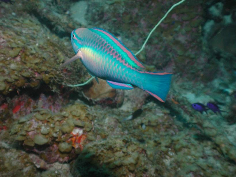 Parrotfish.JPG (1190335 bytes)